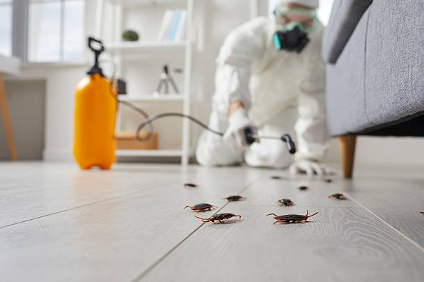 Post-Treatment Bed Bug Interceptor Monitoring in Burton